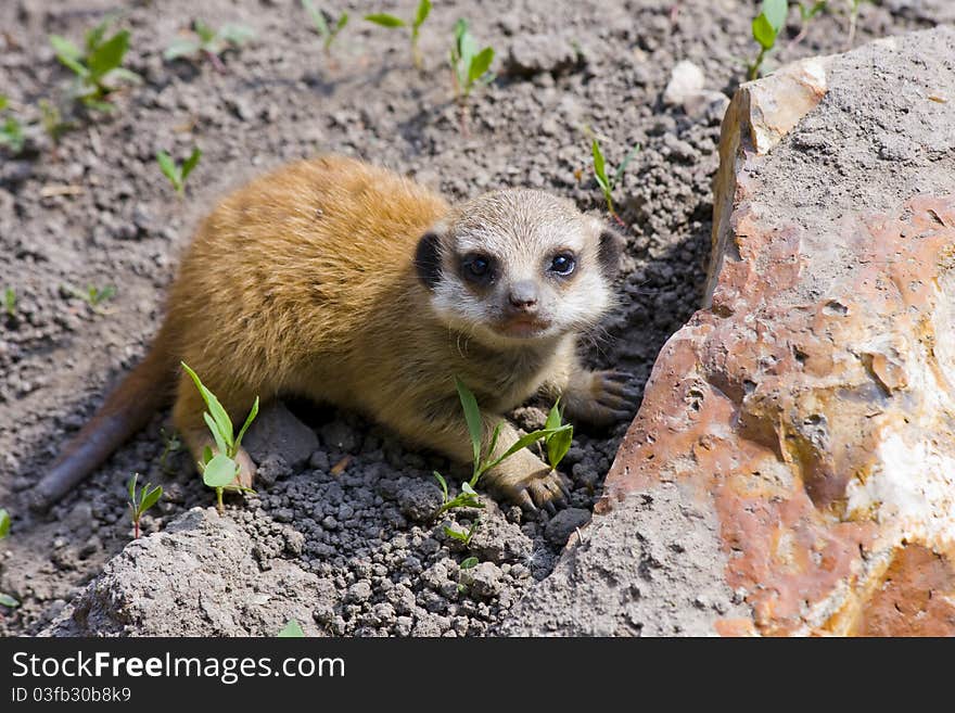 Baby Meerkat (Suricata Suricatta)