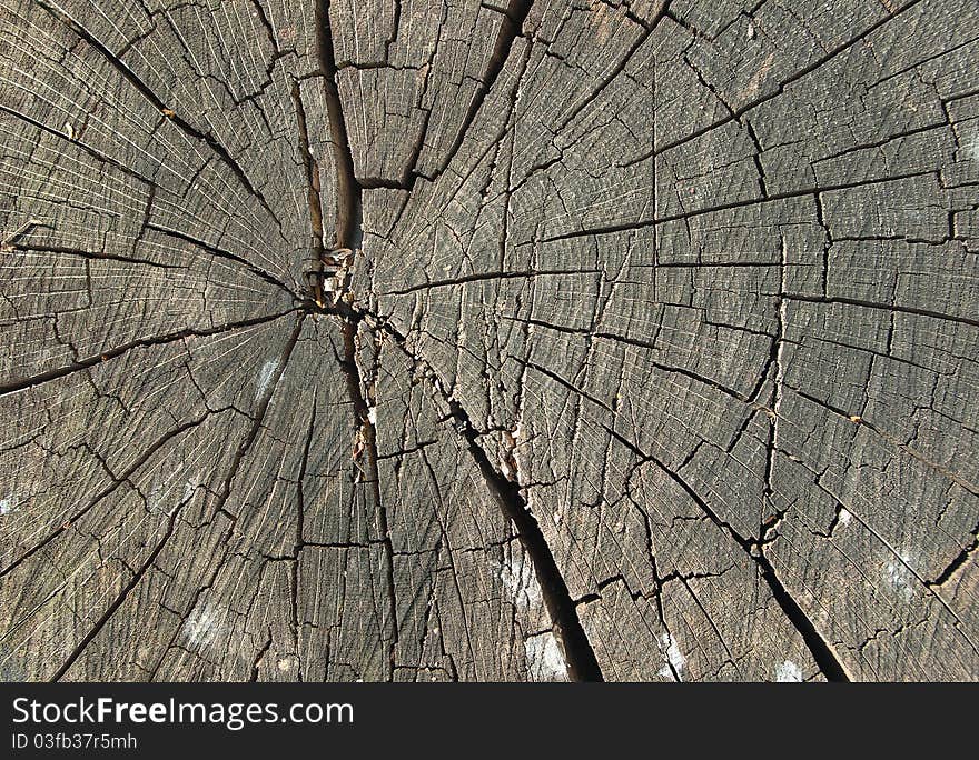 Cracked Old Wood Stump