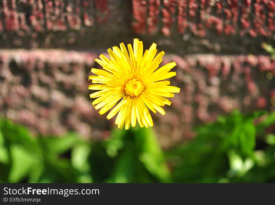 A single yellow daisy by a brick wall. A single yellow daisy by a brick wall