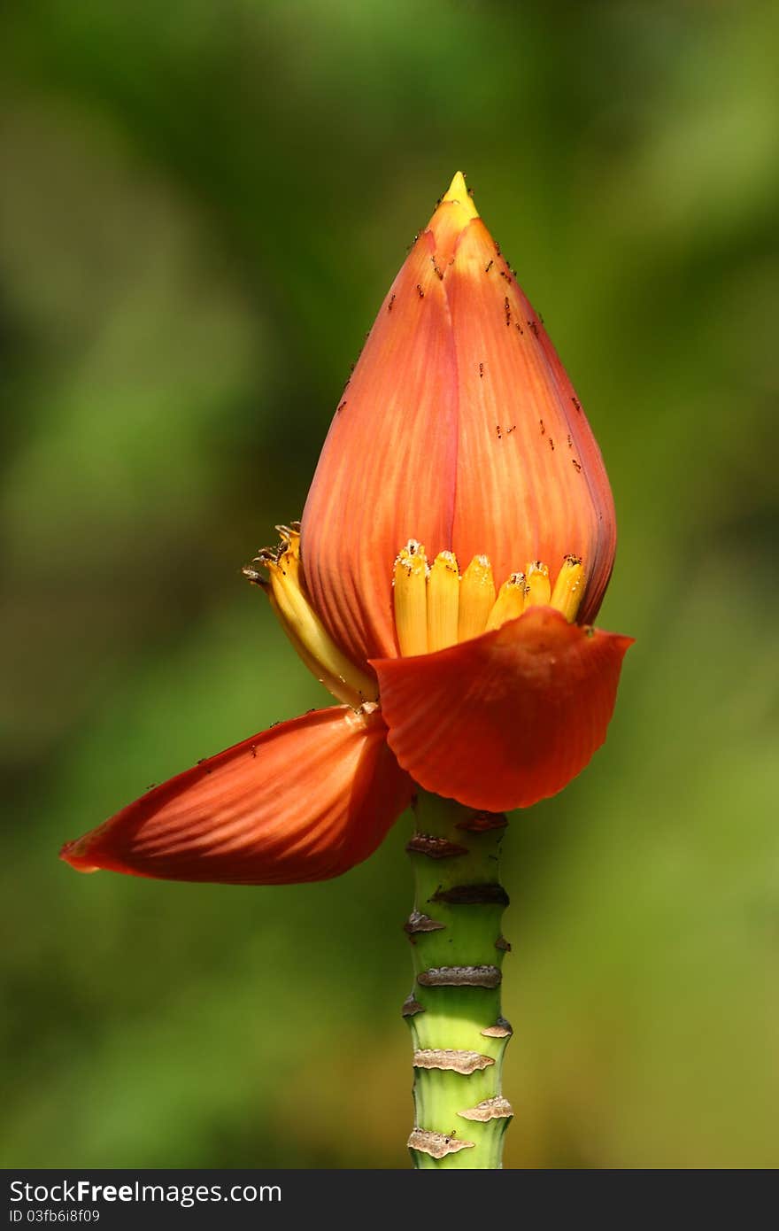 Banana flower with ants