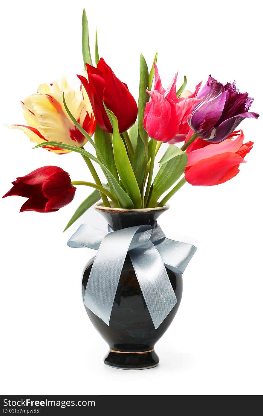 Fresh tulips on white background