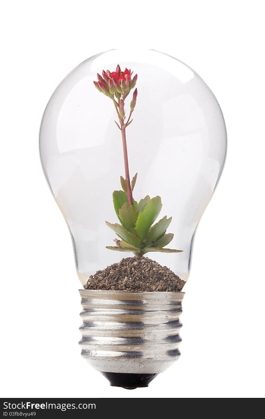 Exotic flower in a light bulb isolated on a white background. Exotic flower in a light bulb isolated on a white background.