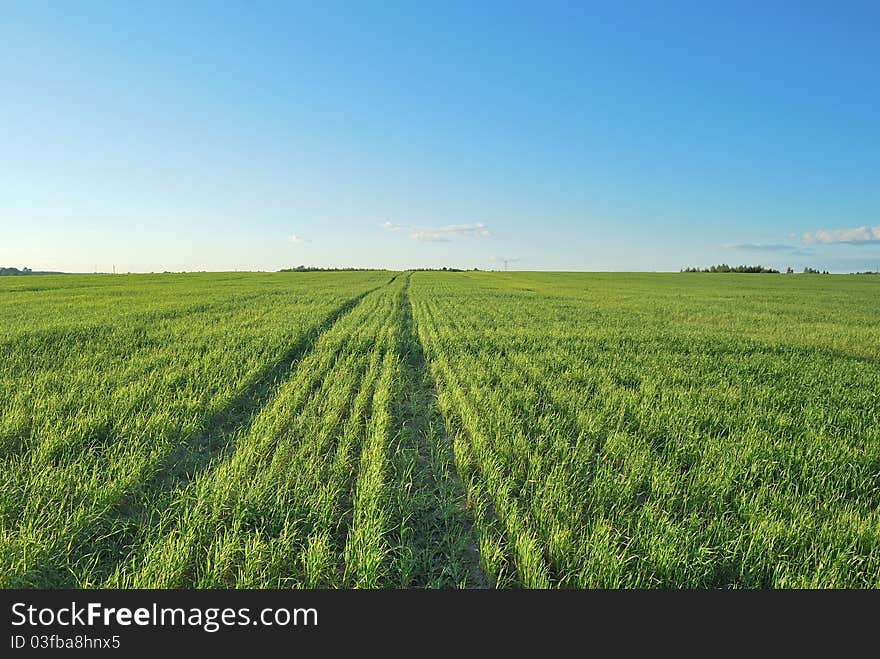 Green meadow. Clear weather. Blue sky.