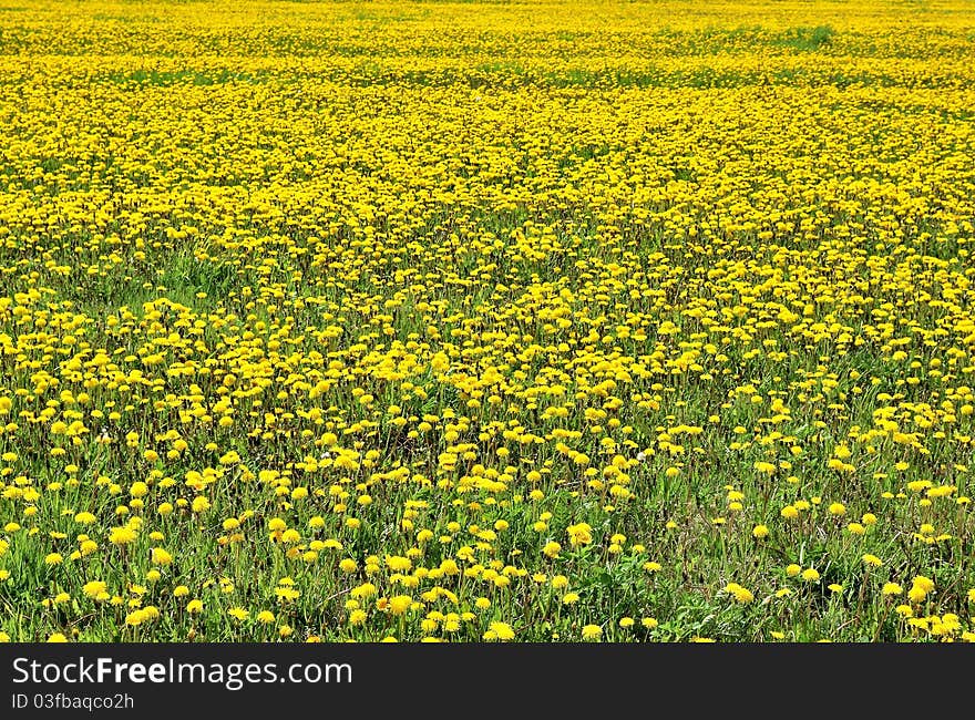 The field of dandelions. Yellow dandelions.