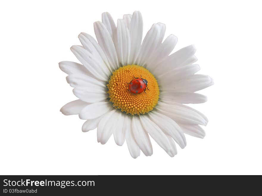 Ladybug on the white daisy.