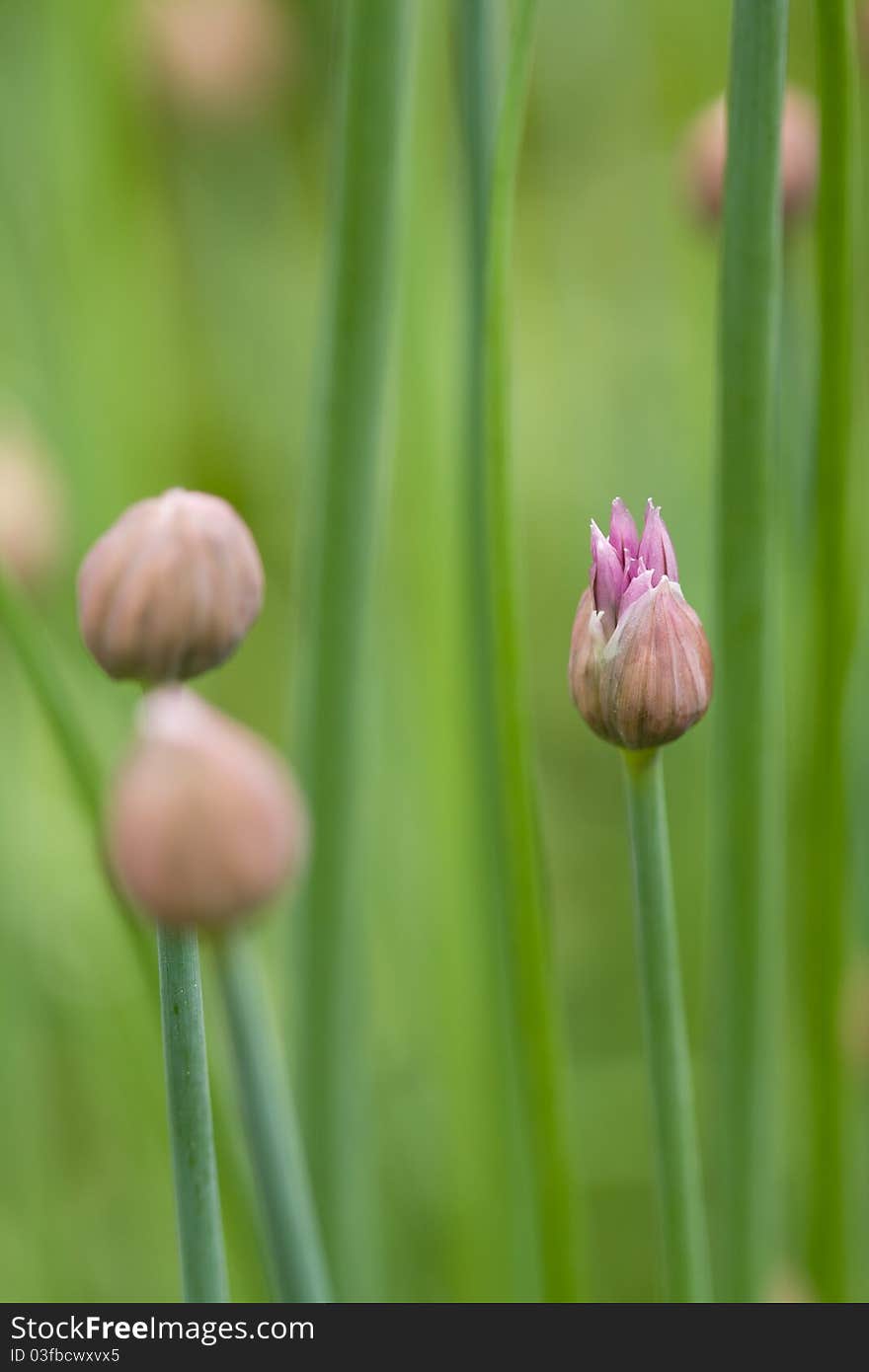 Chives