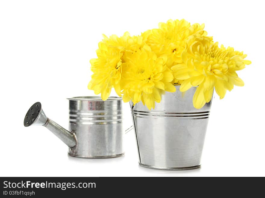Yellow chrysanthemums in a bucket in the colors of card with the text love. Isolated. Yellow chrysanthemums in a bucket in the colors of card with the text love. Isolated