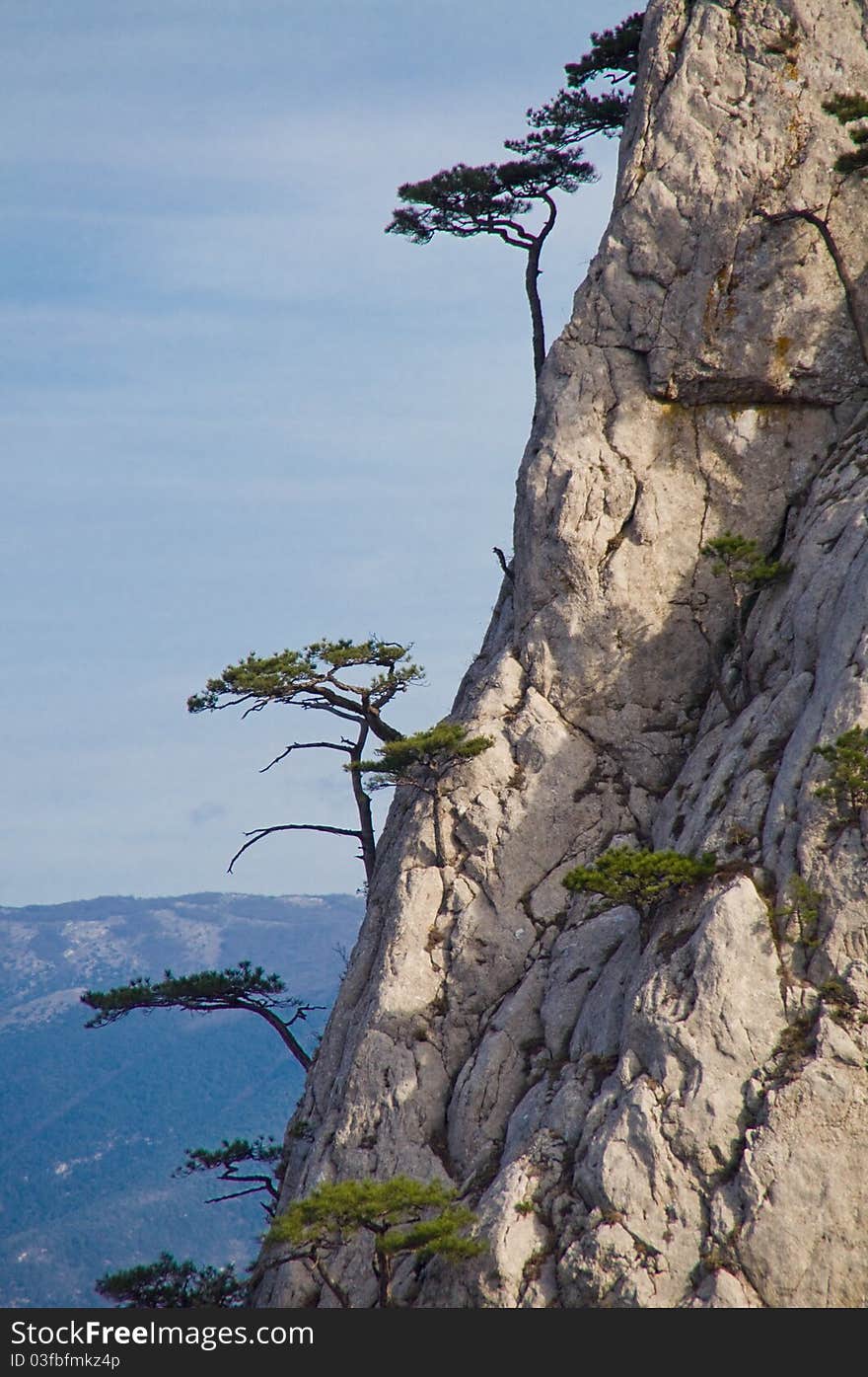 On the stone trees