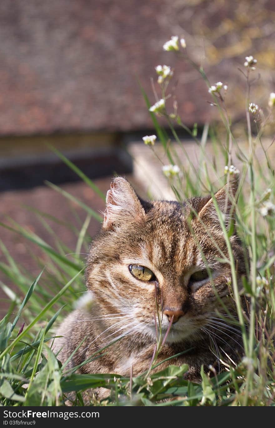 Cat in grass