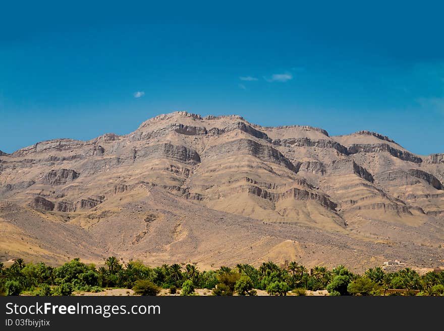 Palm trees in the Moroccan mountains. Palm trees in the Moroccan mountains