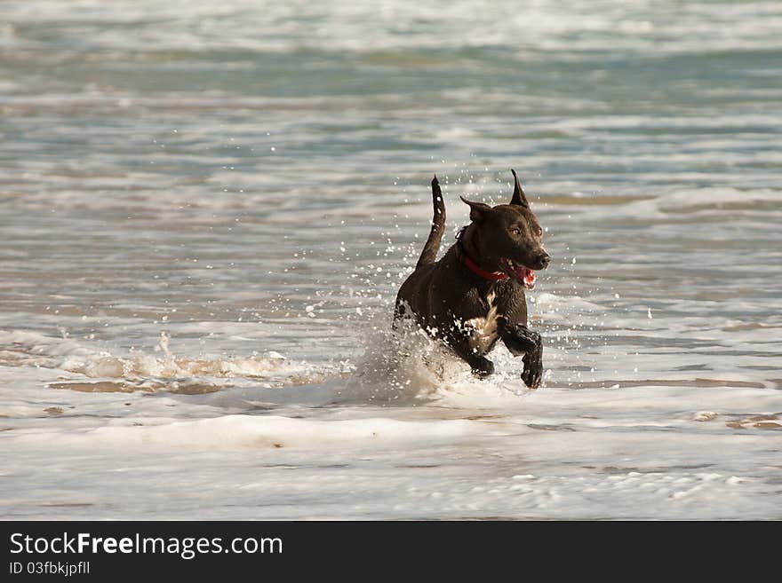 A black dog is having fun playing in the shallow water at the beach. A black dog is having fun playing in the shallow water at the beach