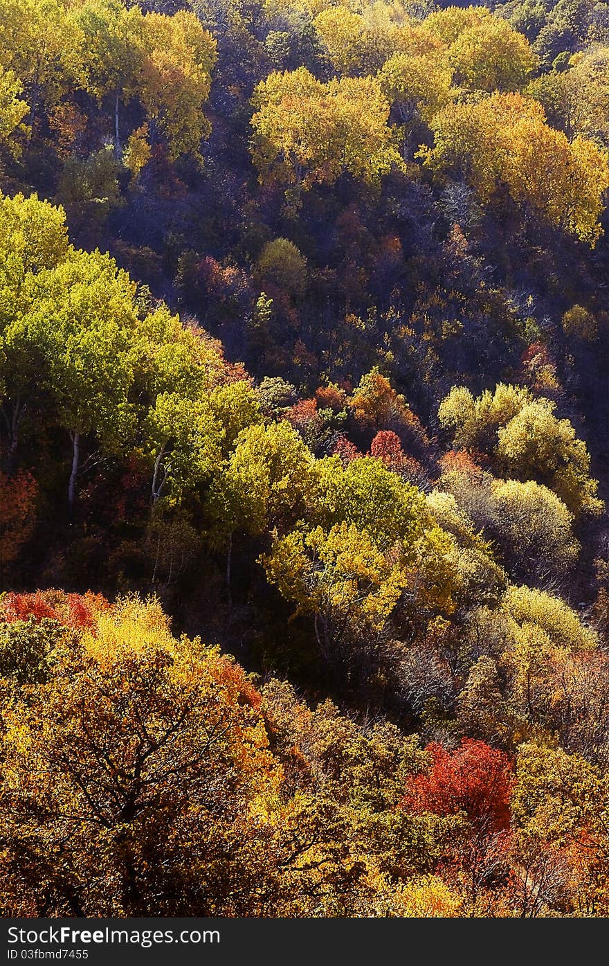 Beautiful forest aerial view