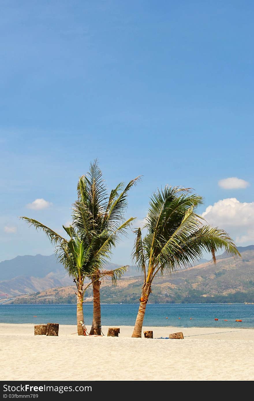 Three coconut palms in the beach. Three coconut palms in the beach.