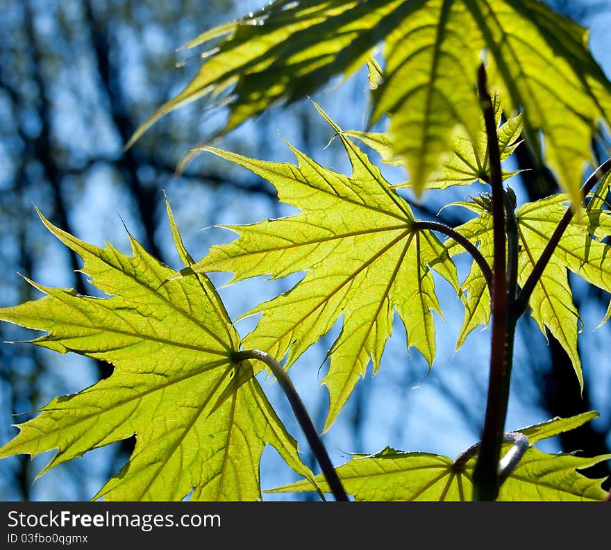 Green Leaf