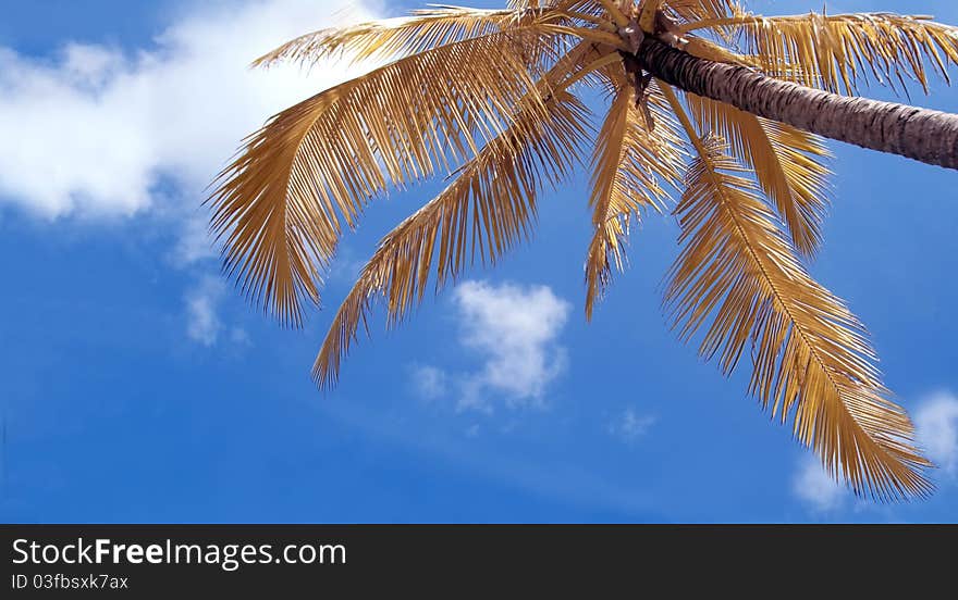 Coconut tree on beach and blue sky