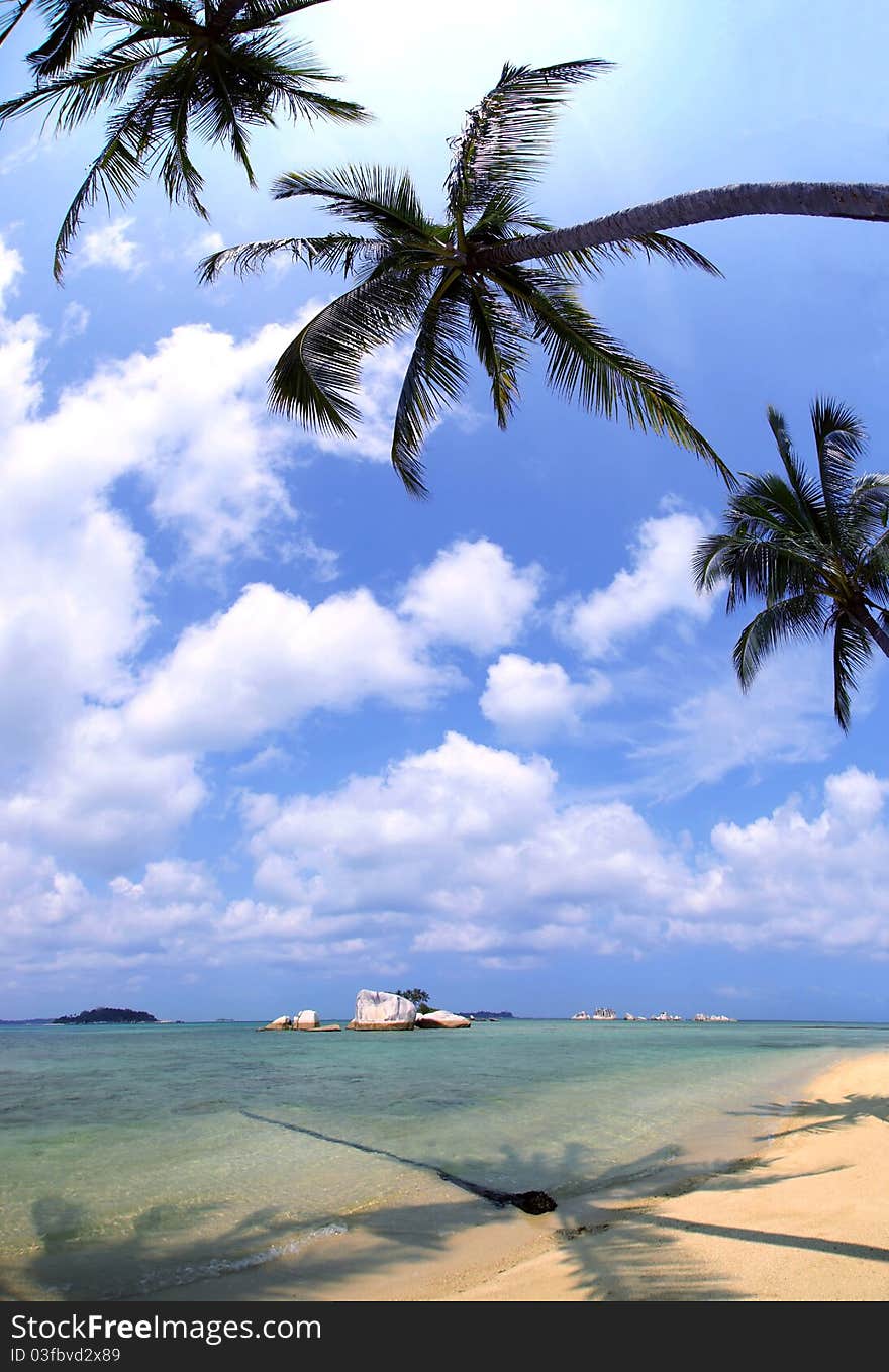 Coconut tree on beach and blue sky