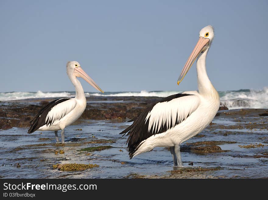 Australian Pelicans on the shore of the Tasman Sea, Newcastle NSW.