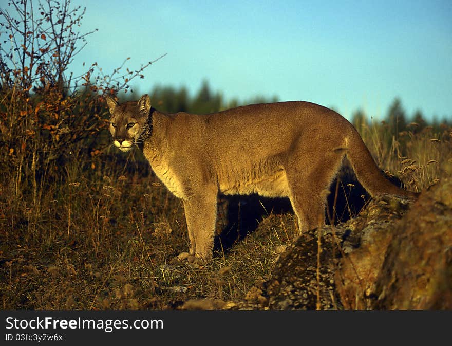 Adult mountain lion