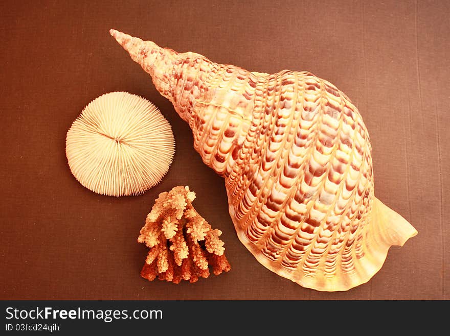 Shell and coral