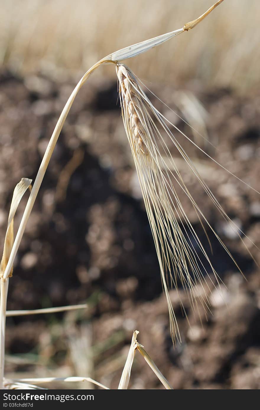 Ears of wheat , a close up Vertical image