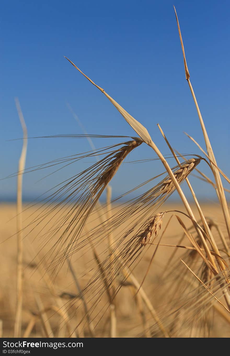 Ears Of Wheat Against The Sky