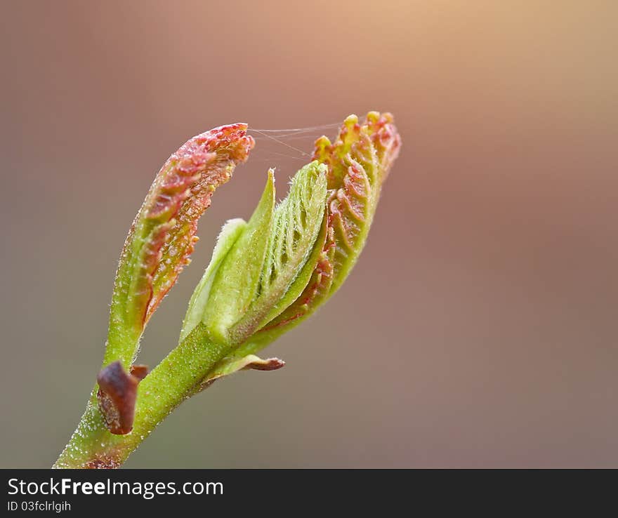 Germ of a tree to seek the sun. Germ of a tree to seek the sun