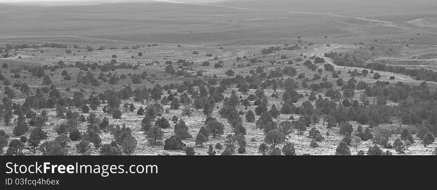 A photograph of a desert forest, in black and white. A photograph of a desert forest, in black and white.