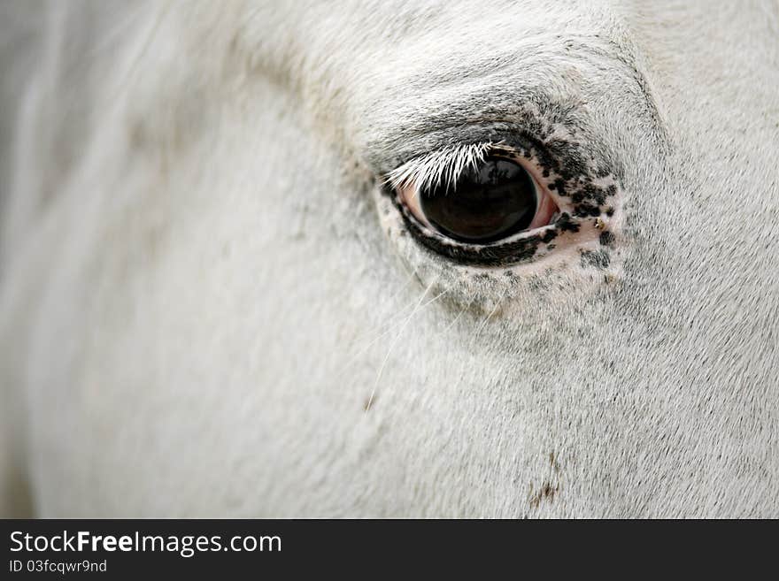 Equine photography - horse eye detail