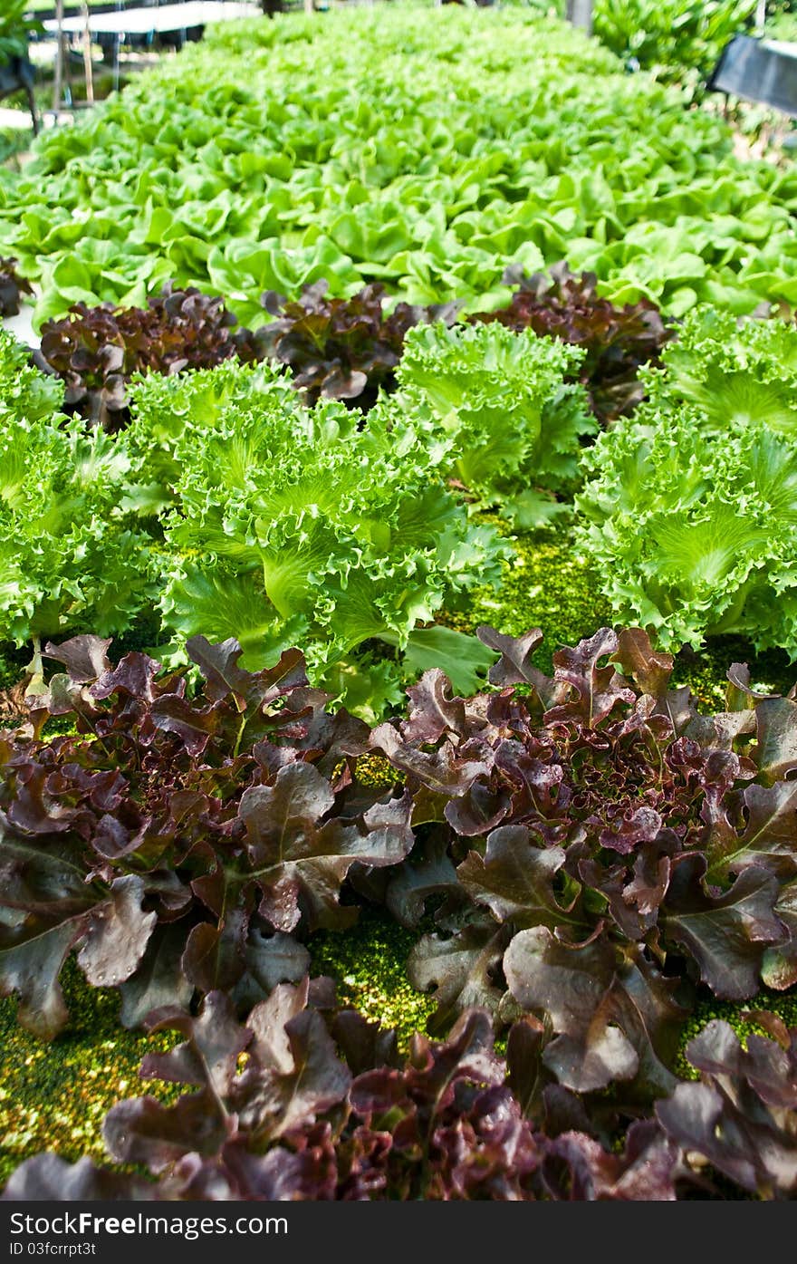 Hydroponic vegetable