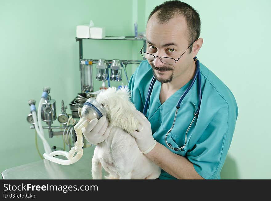 Young doctor helping a dog with lung problems. Young doctor helping a dog with lung problems