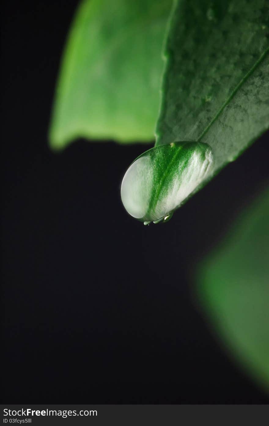 Macro photography in low key. Green leaf with a big water drop. Macro photography in low key. Green leaf with a big water drop.