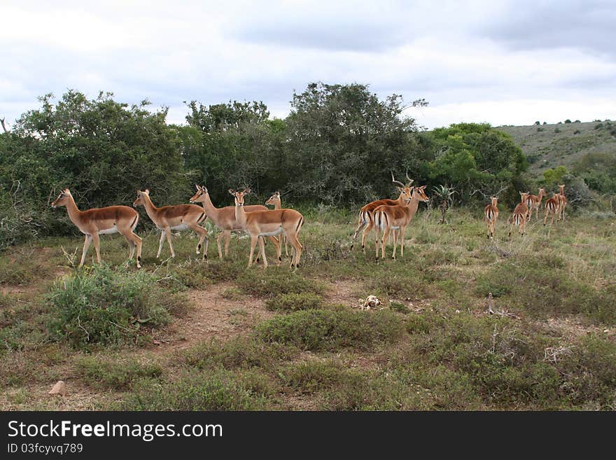 Gazelles