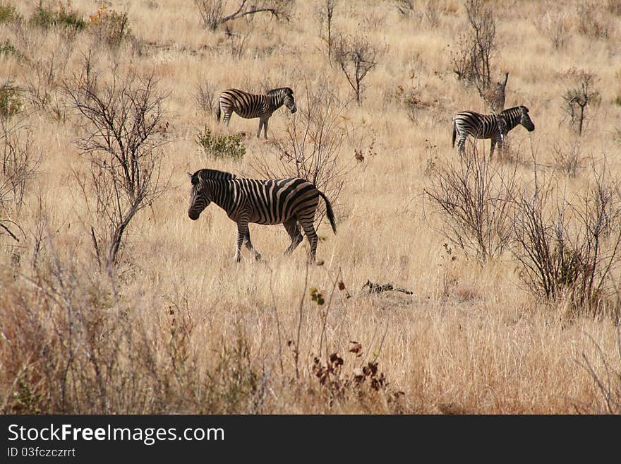 Zebra