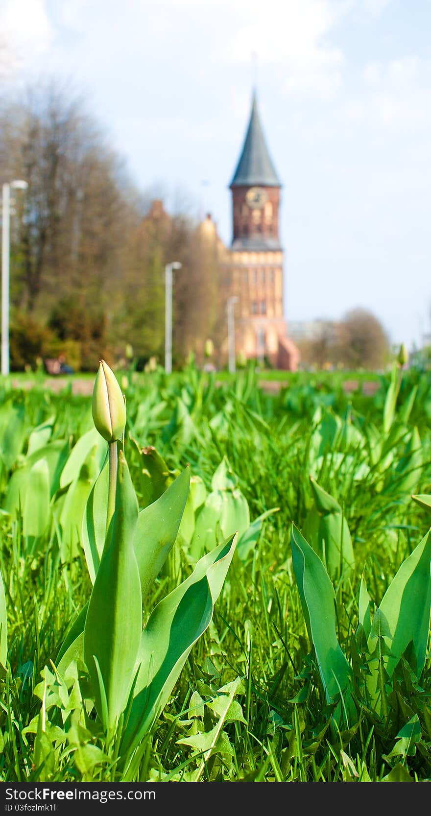 Bud of tulip