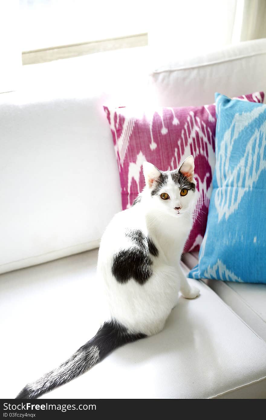 A white and grey cat on a sun drenched couch. A white and grey cat on a sun drenched couch.