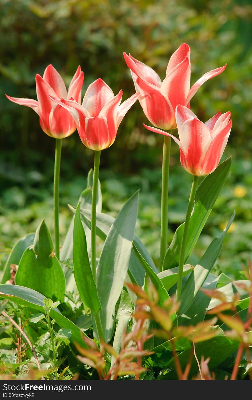 Four tulips in the garden