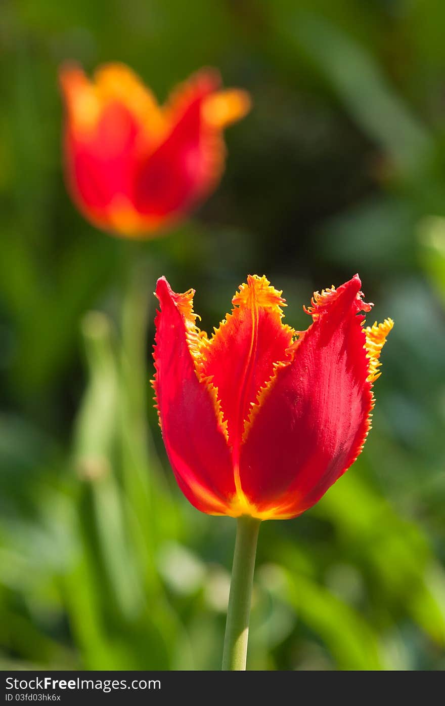 Tulips