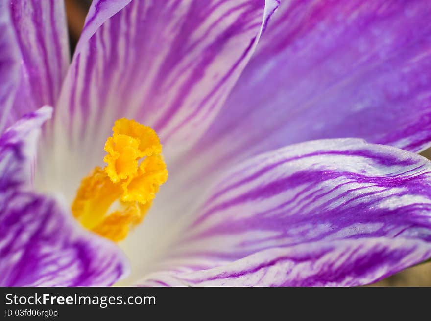 Crocus