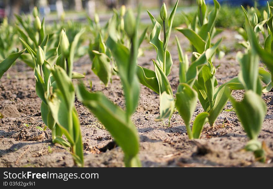 Young tulips are planted in earth in park