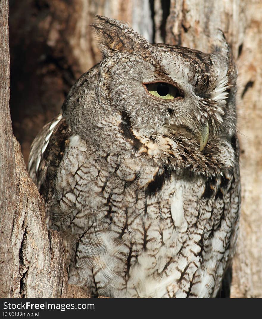 Gray Screech Owl In Tree