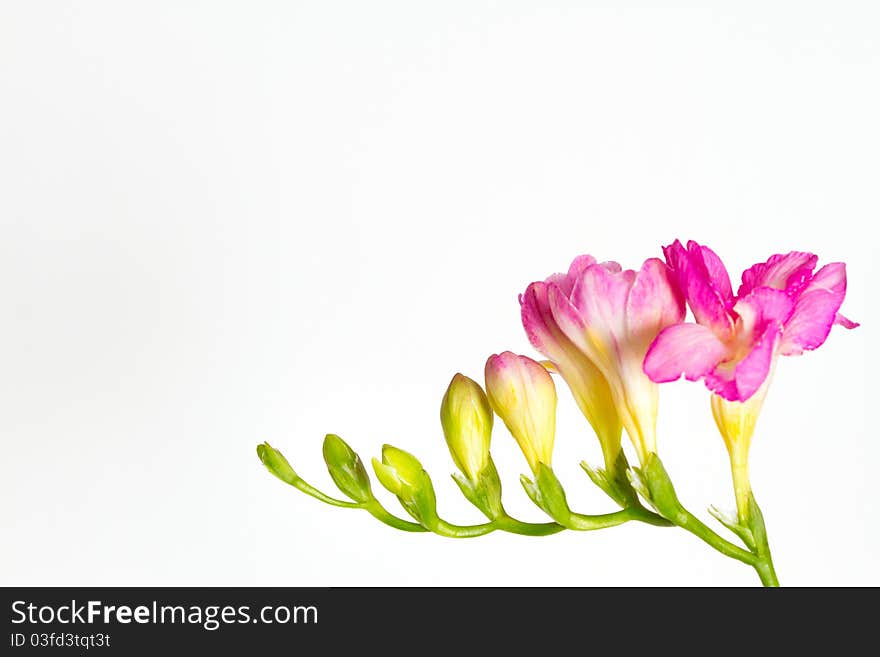 Freesia