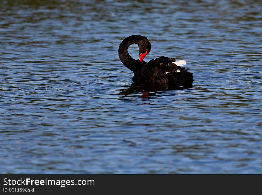 Black swan on lake