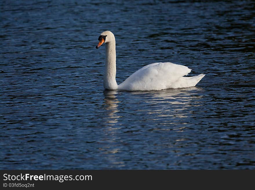 White swan on lake