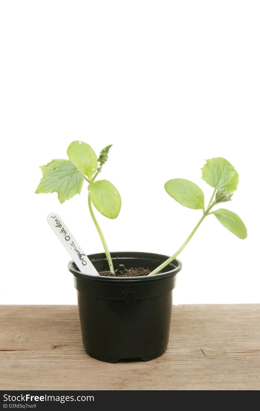 Cucumber seedlings