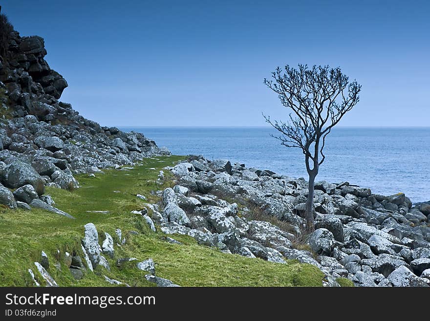 A tree in Northern Ireland