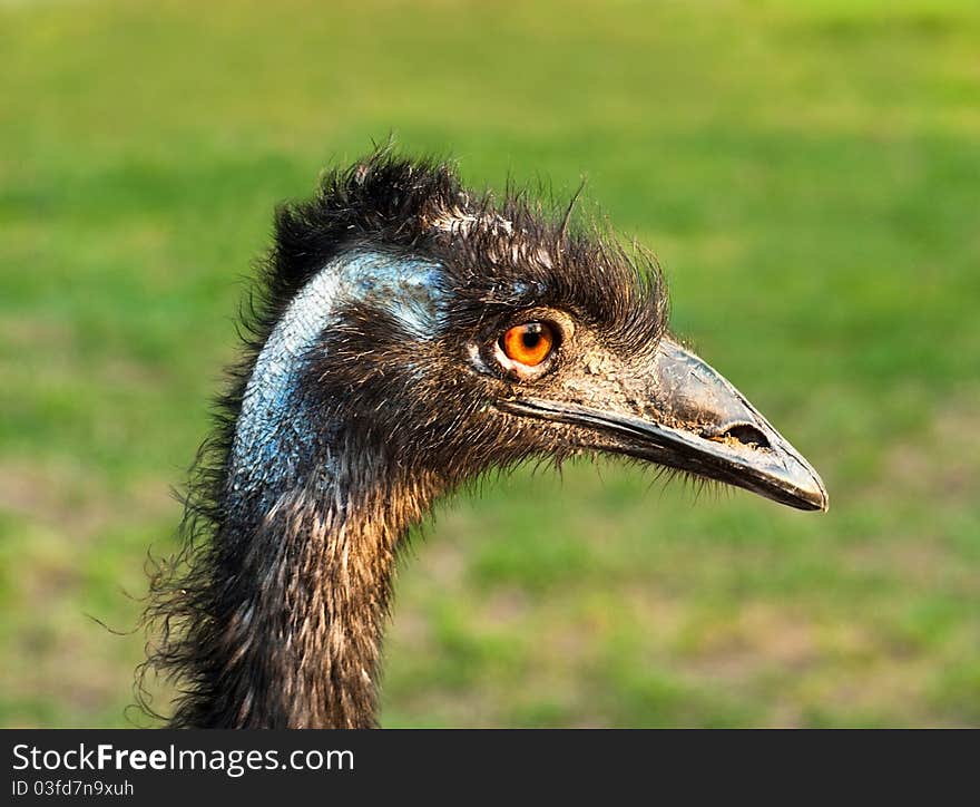 Portrait of emu (australian ostrich)