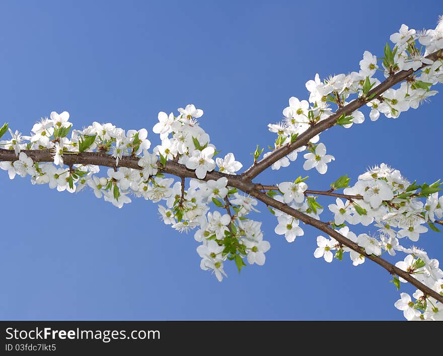 The brunch of blossoming spring tree