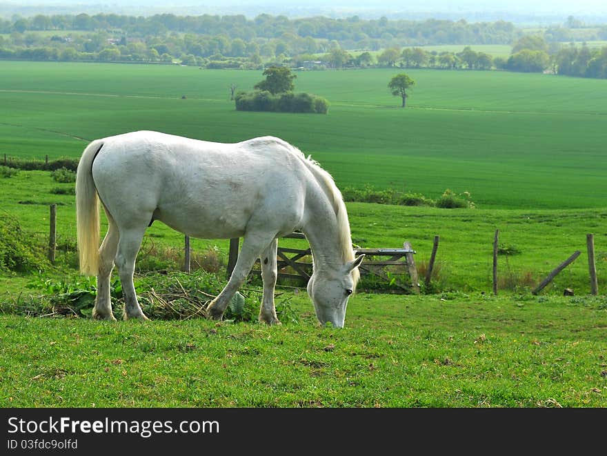 White horse grazing in a field