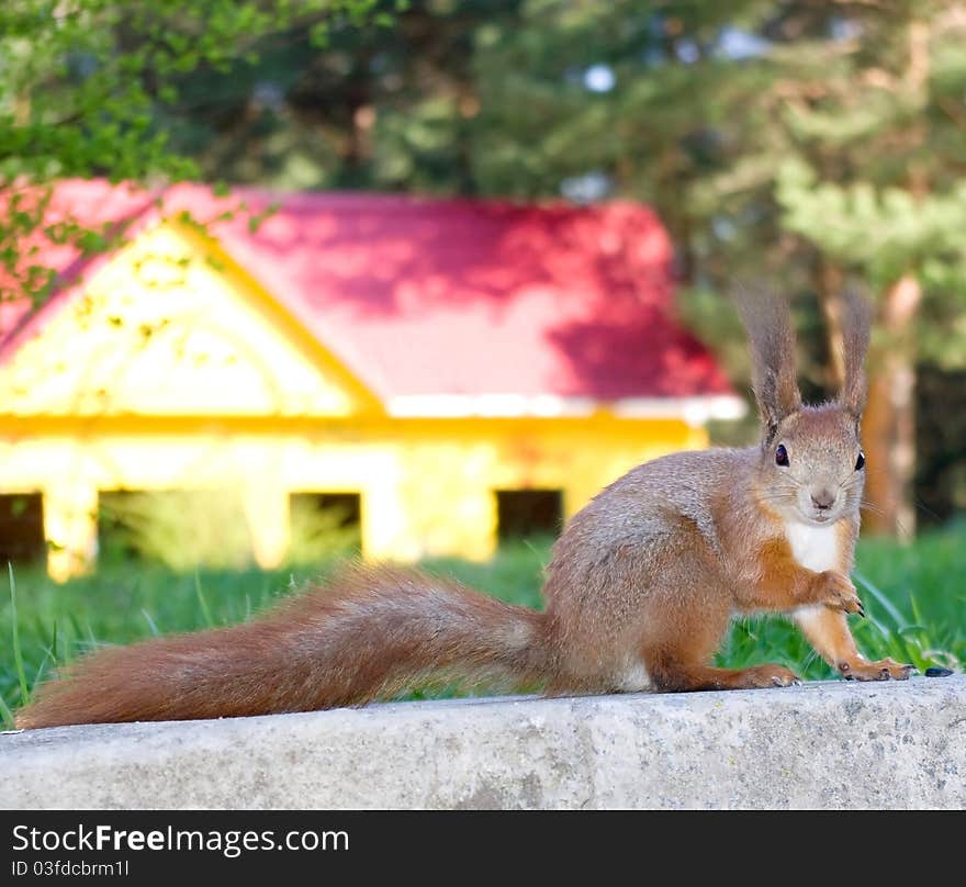 The squirrel in park.Nature composition.