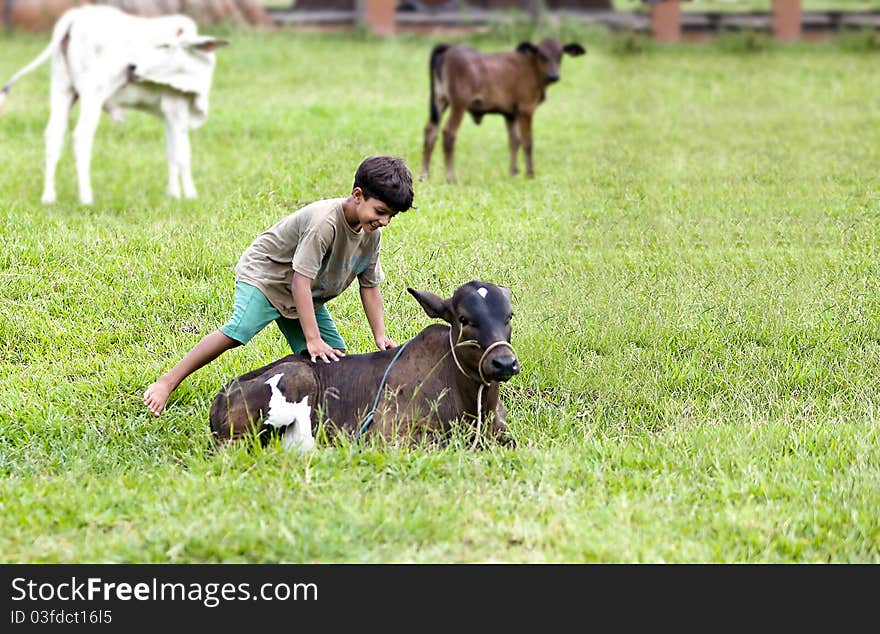 Kid Playing With Calf